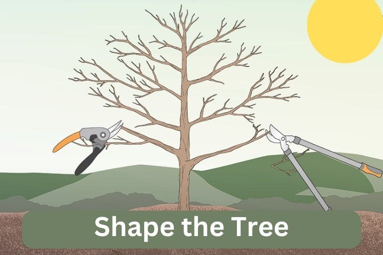 Pruning Apple Trees Diagram