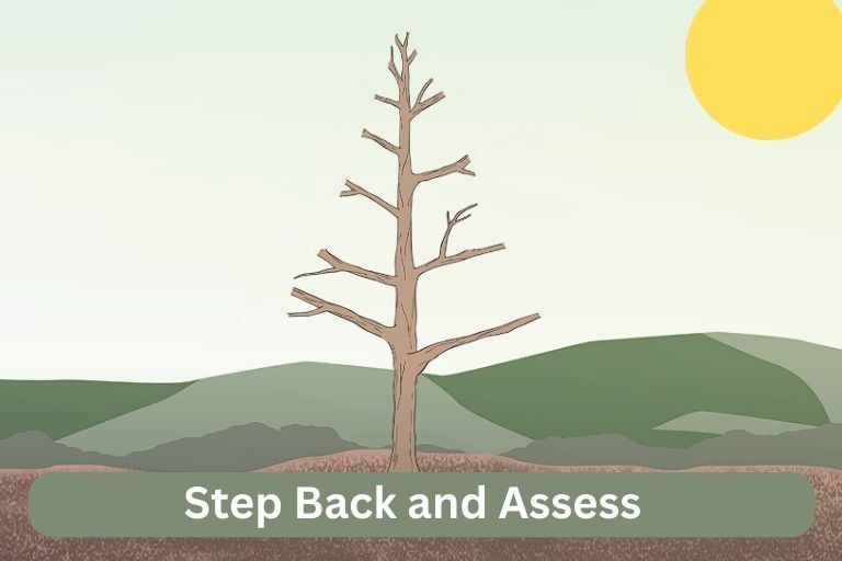 Pruning Apple Trees Diagram