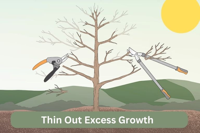 Pruning Apple Trees Diagram
