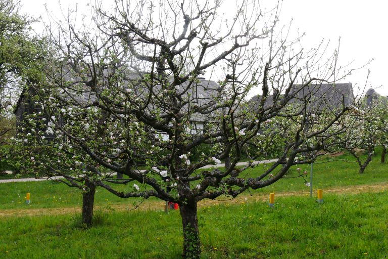 How to Prune Fruit Trees in Winter, when is it too late to prune fruit trees, fruit tree pruning calendar, fruit tree pruning diagram, when to prune fruit trees zone 5, pruning fruit trees in autumn, how to prune fruit trees in winter, when to prune fruit trees in northern California, when to trim fruit trees in California, Winter pruning fruit trees