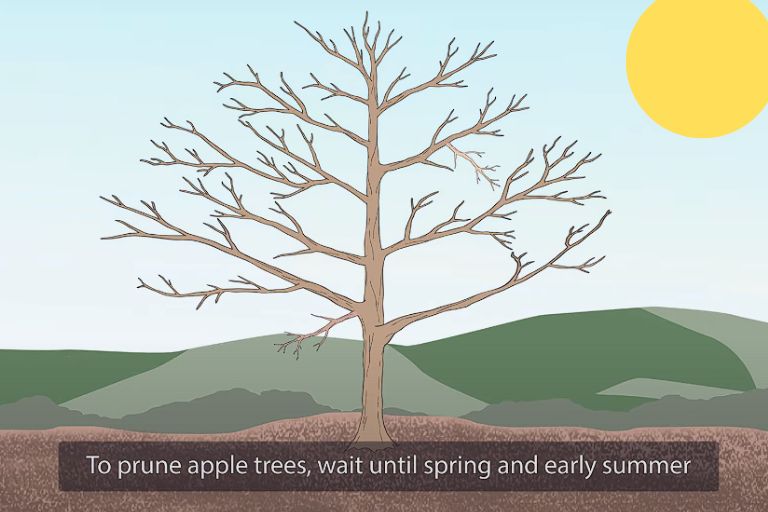 Pruning Apple Trees Diagram, how to trim a fruit tree, apple tree pruning diagram, fruit tree pruning diagram, how to prune an apple tree diagram, prune fruit trees in spring