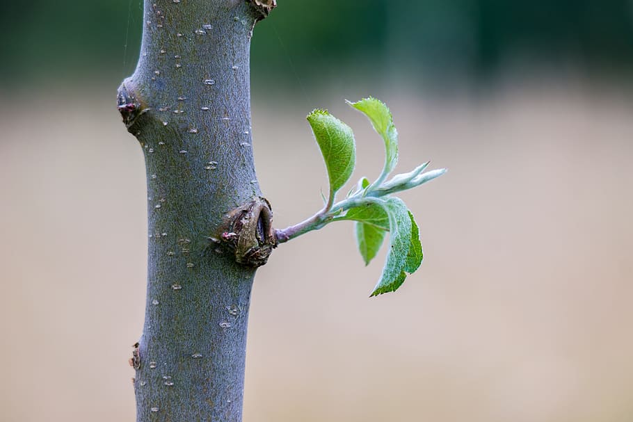 Pruning Apple Trees Diagram