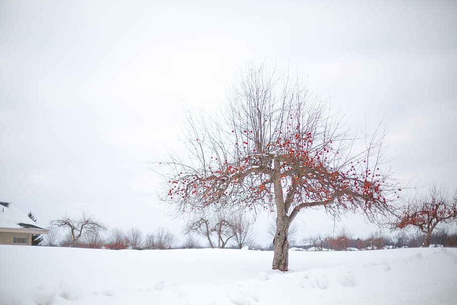 How to Prune Fruit Trees in Winter, when is it too late to prune fruit trees, fruit tree pruning calendar, fruit tree pruning diagram, when to prune fruit trees zone 5, pruning fruit trees in autumn, how to prune fruit trees in winter, when to prune fruit trees in northern California, when to trim fruit trees in California, Winter pruning fruit trees