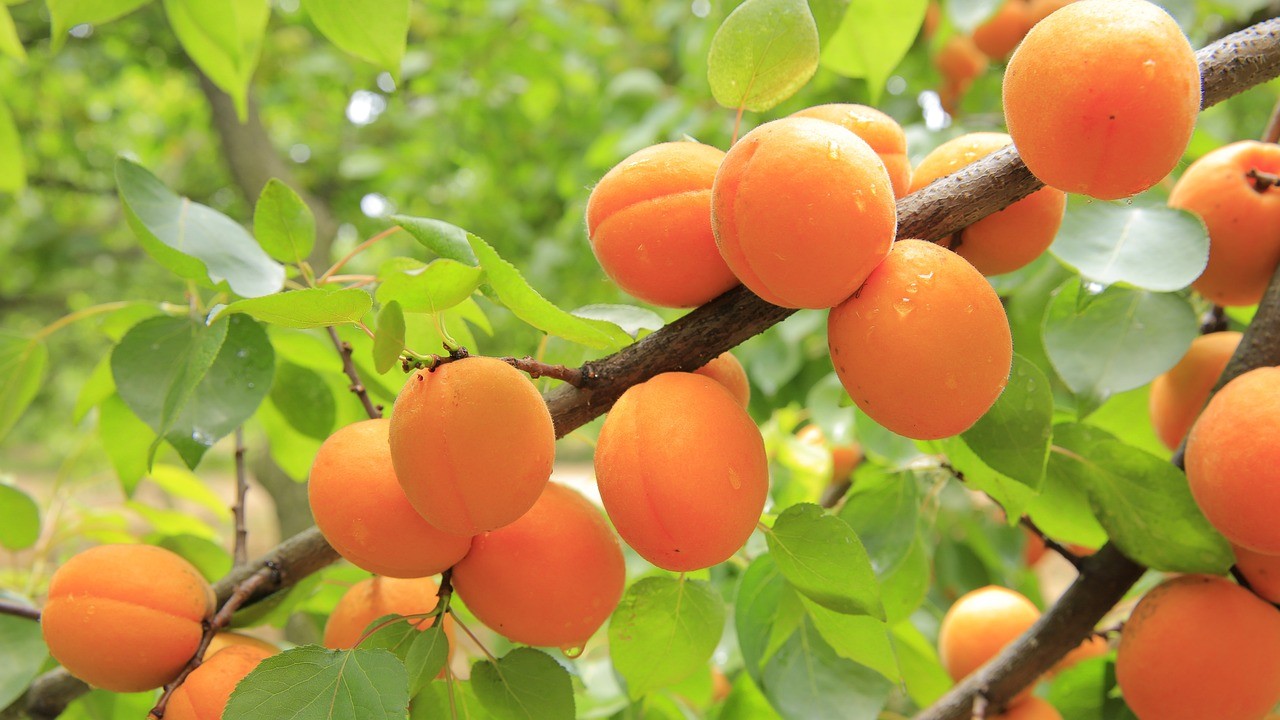 When to Prune Fruit Trees Zone 6, when is it too late to prune fruit trees, fruit tree pruning calendar, fruit tree pruning diagram, when to prune fruit trees zone 5, pruning fruit trees in autumn, how to prune fruit trees in winter, when to prune fruit trees in northern California, when to trim fruit trees in California