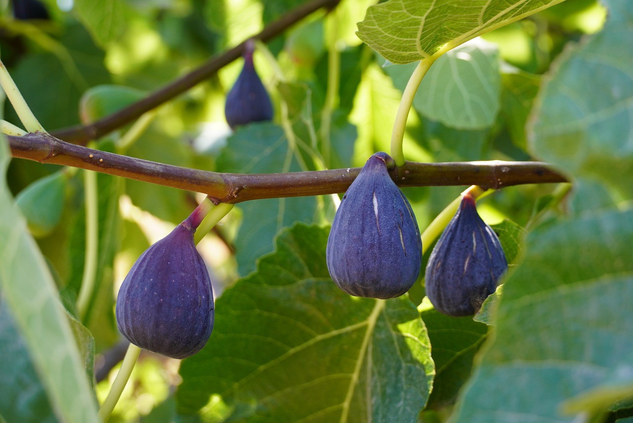 When to Prune Fruit Trees Zone 6, when is it too late to prune fruit trees, fruit tree pruning calendar, fruit tree pruning diagram, when to prune fruit trees zone 5, pruning fruit trees in autumn, how to prune fruit trees in winter, when to prune fruit trees in northern California, when to trim fruit trees in California