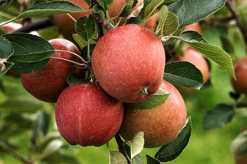 When to Prune Fruit Trees Zone 6, when is it too late to prune fruit trees, fruit tree pruning calendar, fruit tree pruning diagram, when to prune fruit trees zone 5, pruning fruit trees in autumn, how to prune fruit trees in winter, when to prune fruit trees in northern California, when to trim fruit trees in California,