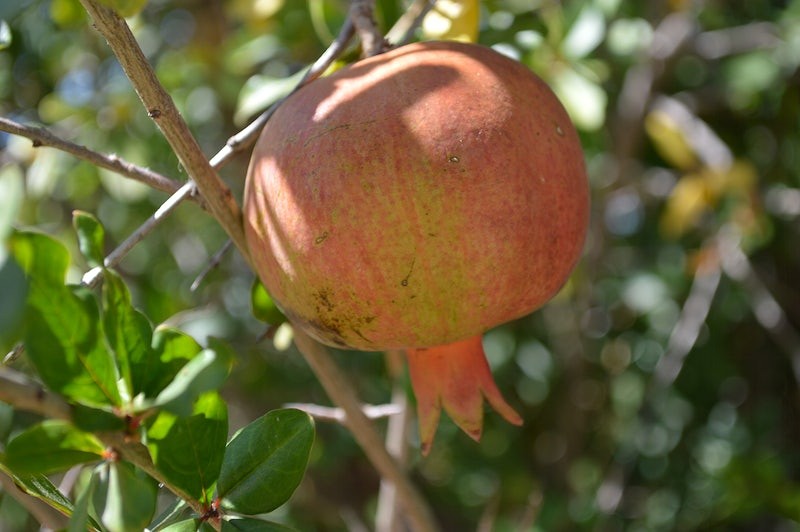 When to Prune Fruit Trees Zone 6, when is it too late to prune fruit trees, fruit tree pruning calendar, fruit tree pruning diagram, when to prune fruit trees zone 5, pruning fruit trees in autumn, how to prune fruit trees in winter, when to prune fruit trees in northern California, when to trim fruit trees in California