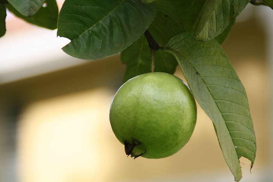 When to Prune Fruit Trees Zone 6, when is it too late to prune fruit trees, fruit tree pruning calendar, fruit tree pruning diagram, when to prune fruit trees zone 5, pruning fruit trees in autumn, how to prune fruit trees in winter, when to prune fruit trees in northern California, when to trim fruit trees in California