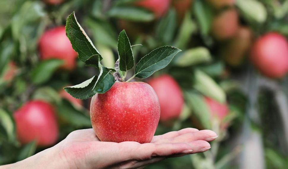 How to Prune Fruit Trees in Winter 