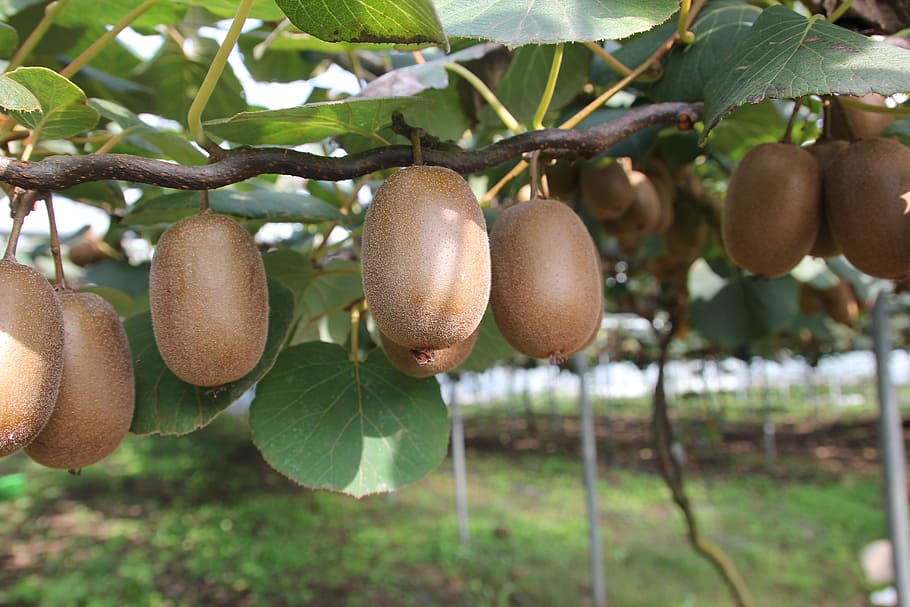 When to Prune Fruit Trees Zone 6, when is it too late to prune fruit trees, fruit tree pruning calendar, fruit tree pruning diagram, when to prune fruit trees zone 5, pruning fruit trees in autumn, how to prune fruit trees in winter, when to prune fruit trees in northern California, when to trim fruit trees in California