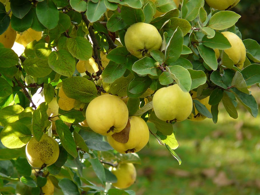 How to Prune Fruit Trees in Winter, when is it too late to prune fruit trees, fruit tree pruning calendar, fruit tree pruning diagram, when to prune fruit trees zone 5, pruning fruit trees in autumn, how to prune fruit trees in winter, when to prune fruit trees in northern California, when to trim fruit trees in California, Winter pruning fruit trees