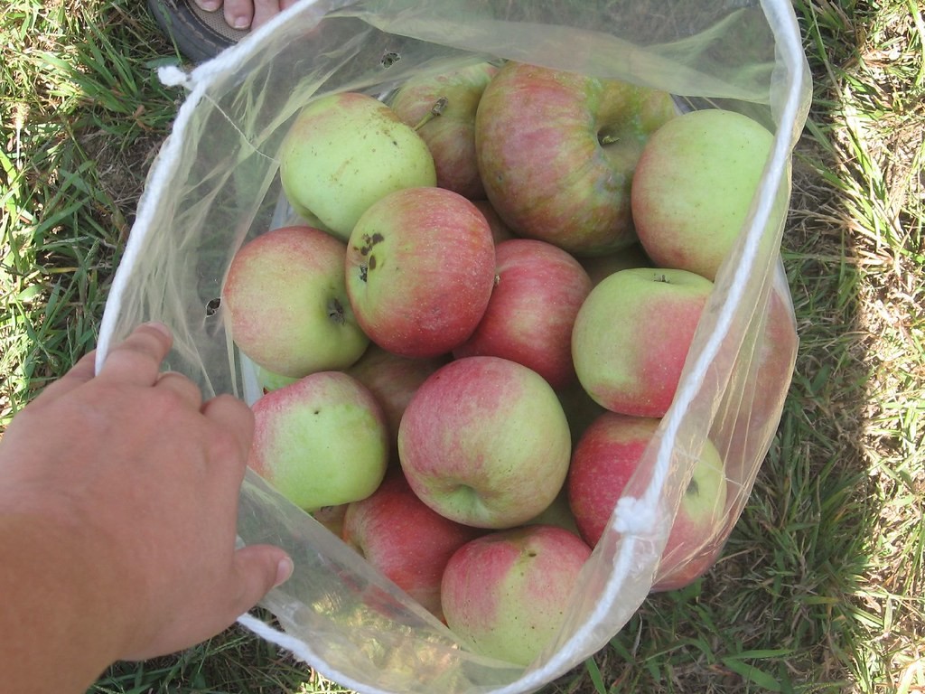 What Are Mcintosh Apples Good For