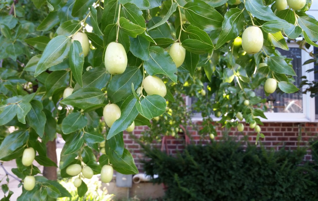 When to Prune Fruit Trees California