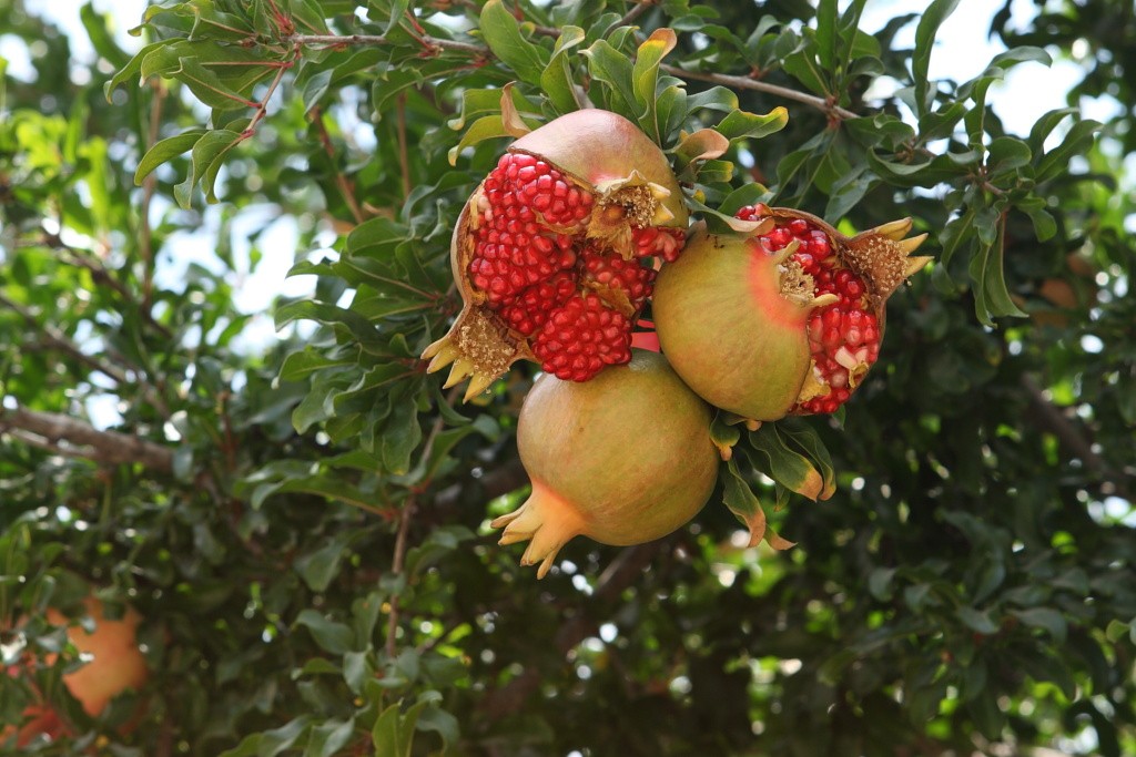 When to Prune Fruit Trees California