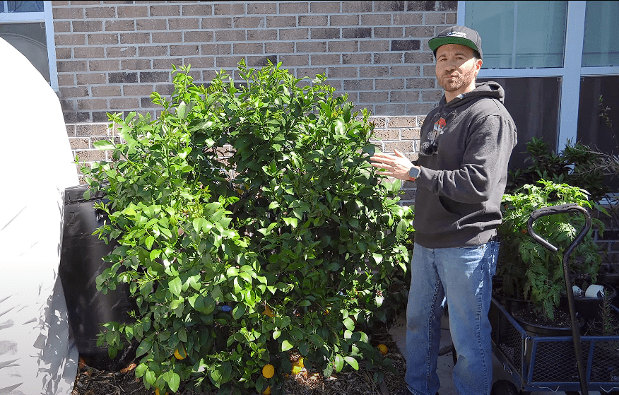 When to Prune Fruit Trees California