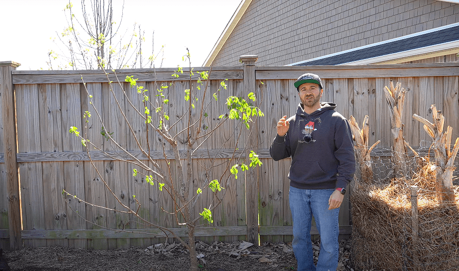 When to Prune Fruit Trees California
