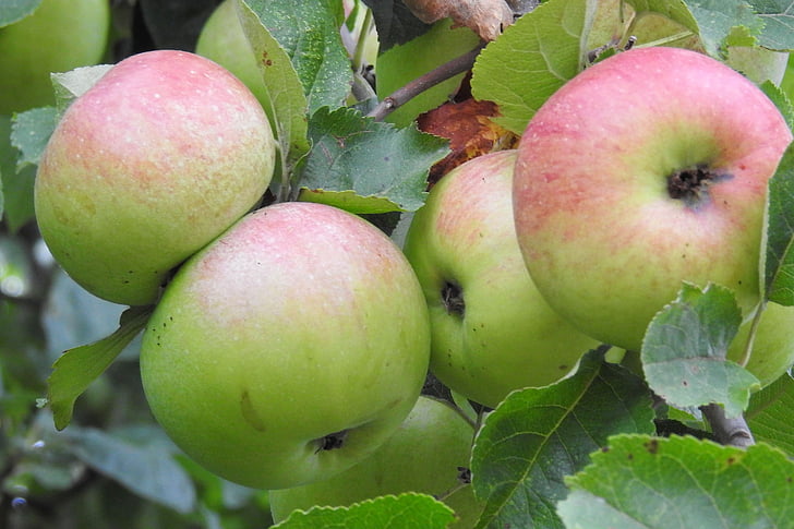 what are mcintosh apples best for