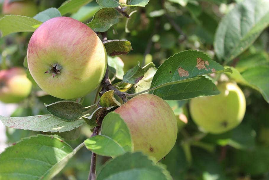 what are mcintosh apples best used for