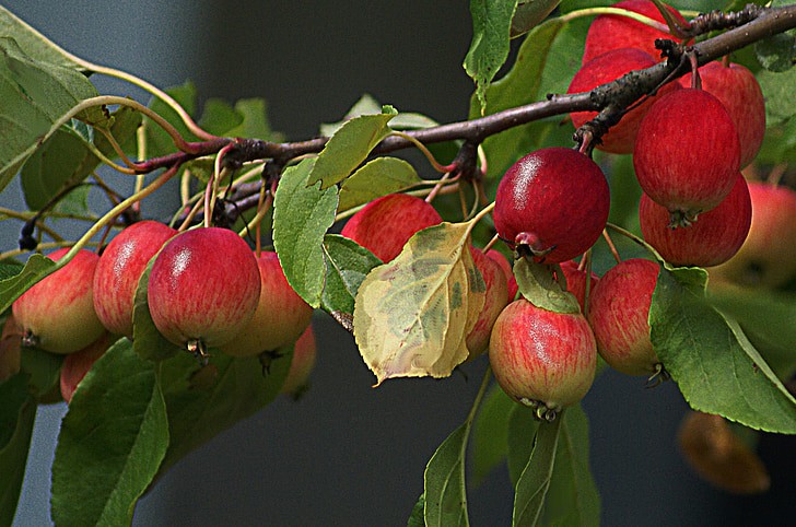 When to Prune Fruit Trees California