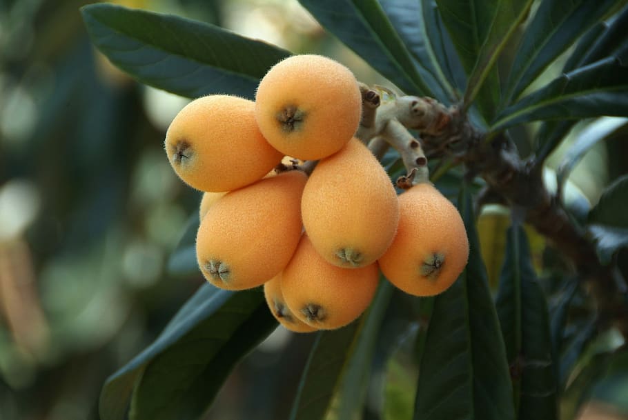 When to Prune Fruit Trees California