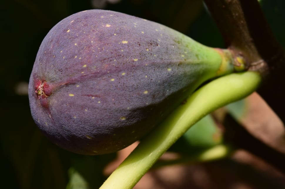 When to Prune Fruit Trees California