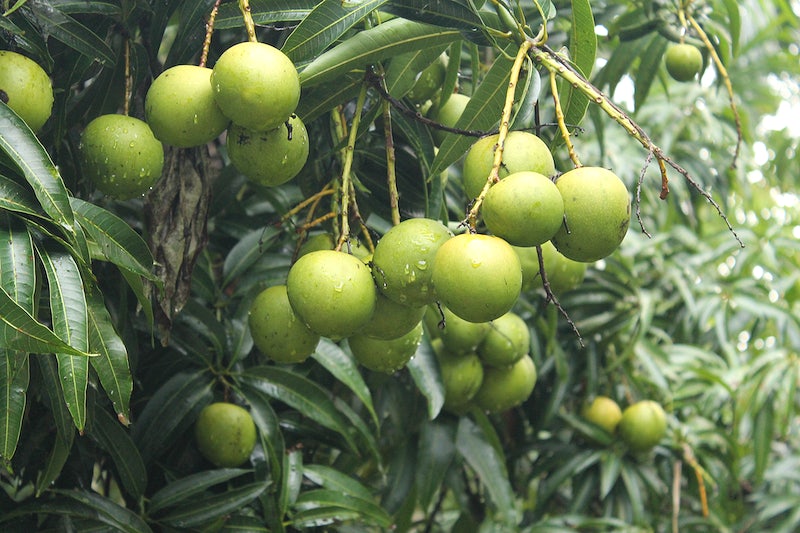 When to Prune Fruit Trees California