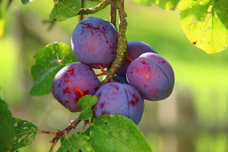 When to Prune Fruit Trees California