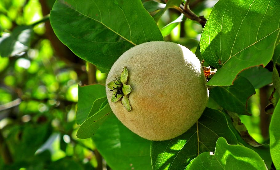 When to Prune Fruit Trees California