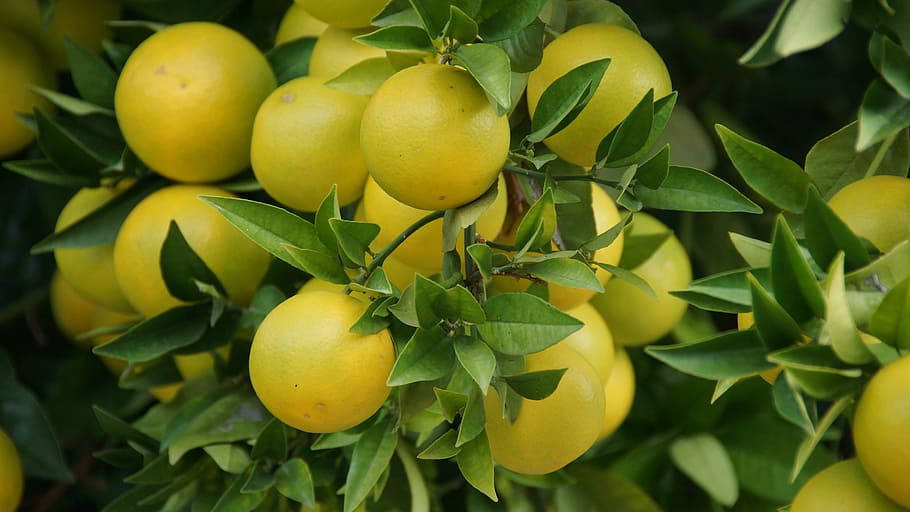 When to Prune Fruit Trees California