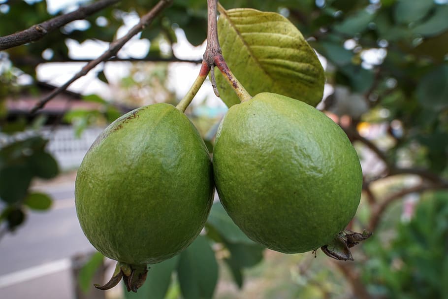 When to Prune Fruit Trees California