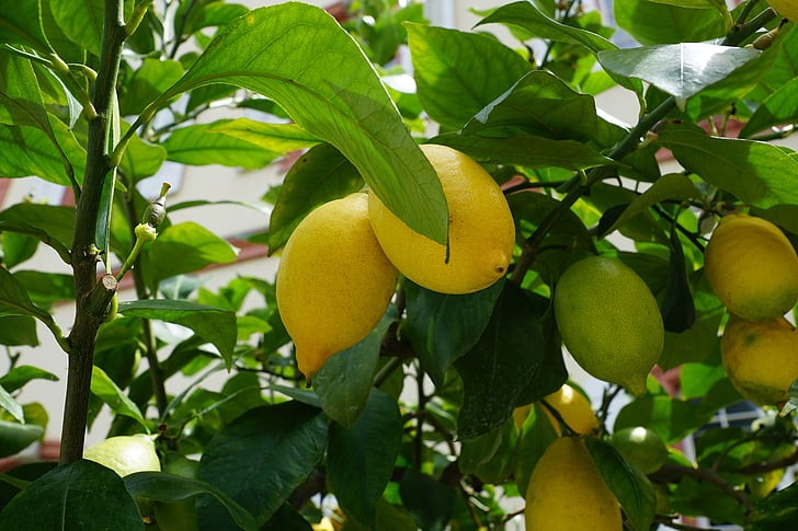 When to Prune Fruit Trees California