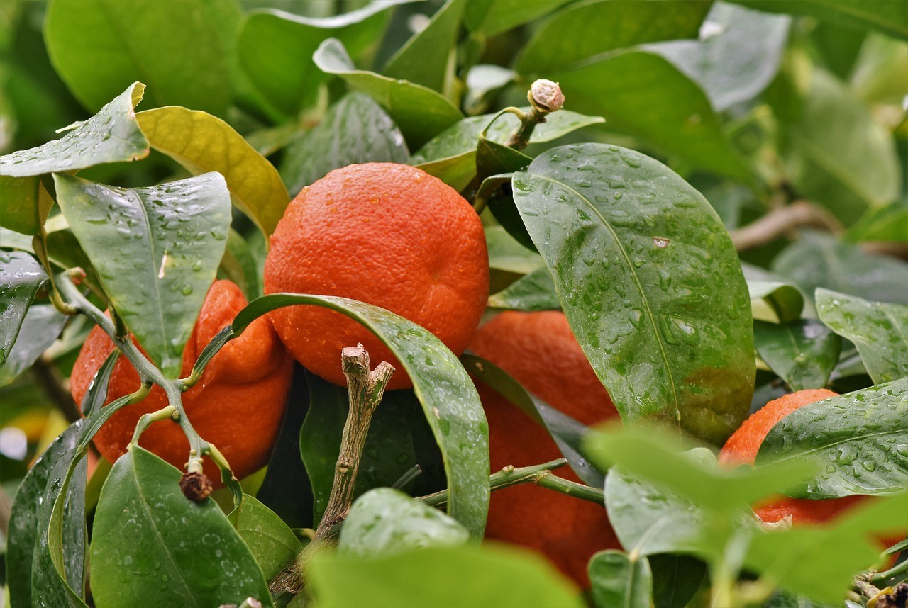 When to Prune Fruit Trees California