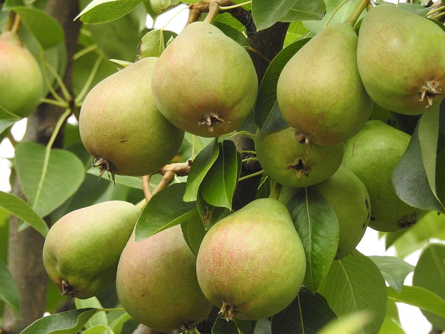 When to Prune Fruit Trees California