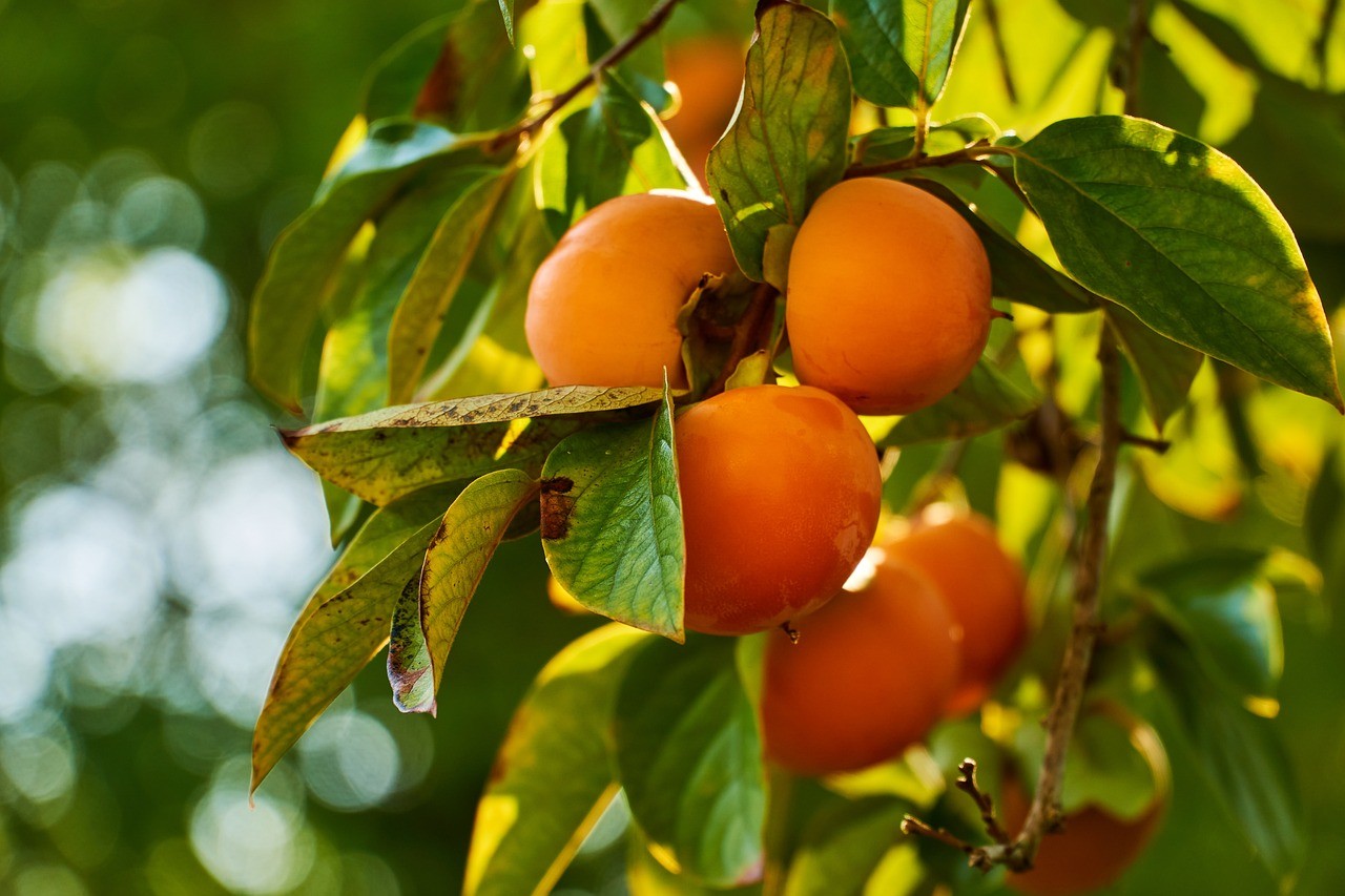 When to Prune Fruit Trees California