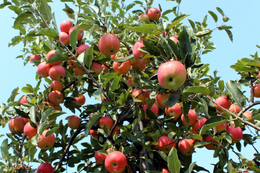 Where Are Gala Apples Grown in USA