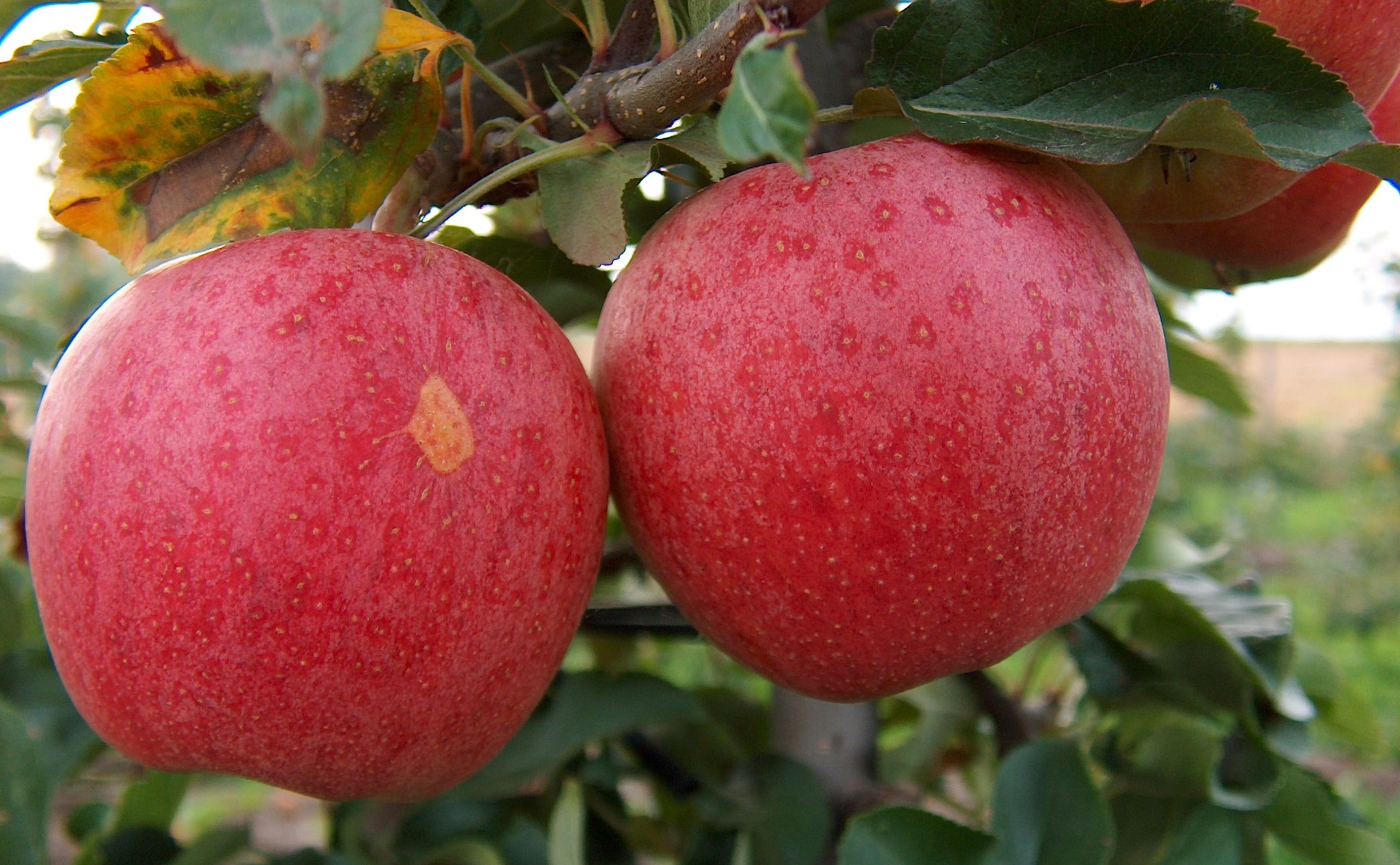 Where Are Organic Gala Apples Grown