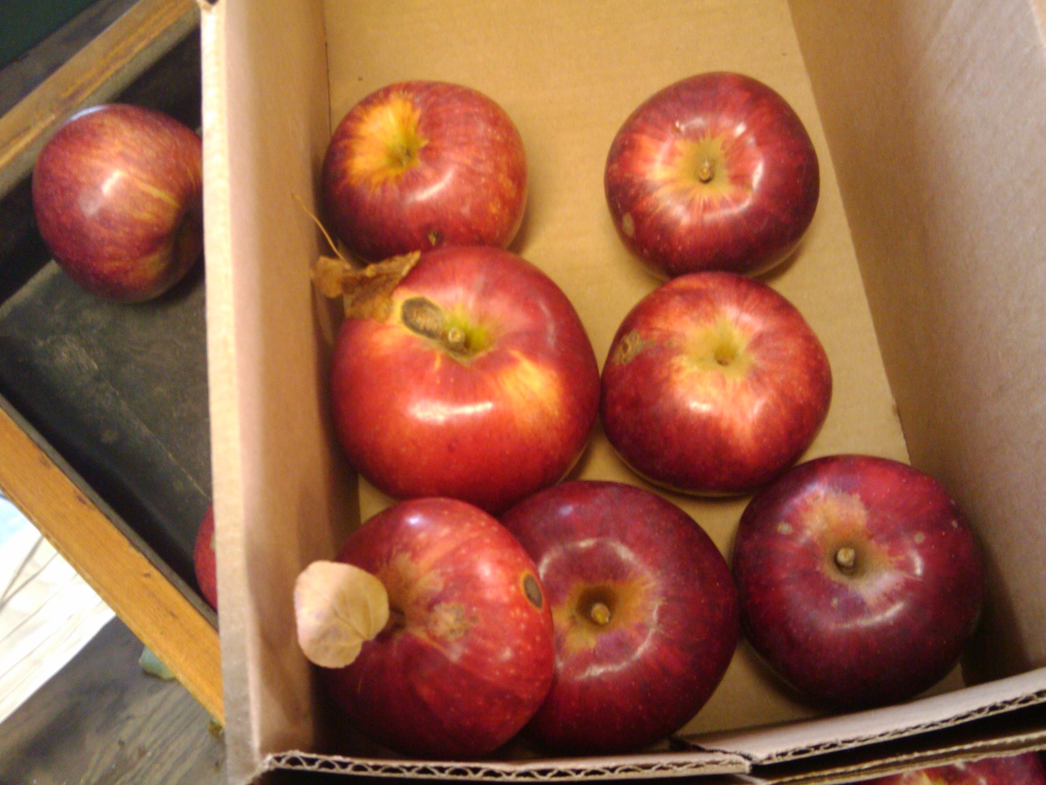 
where are mcintosh apples grown