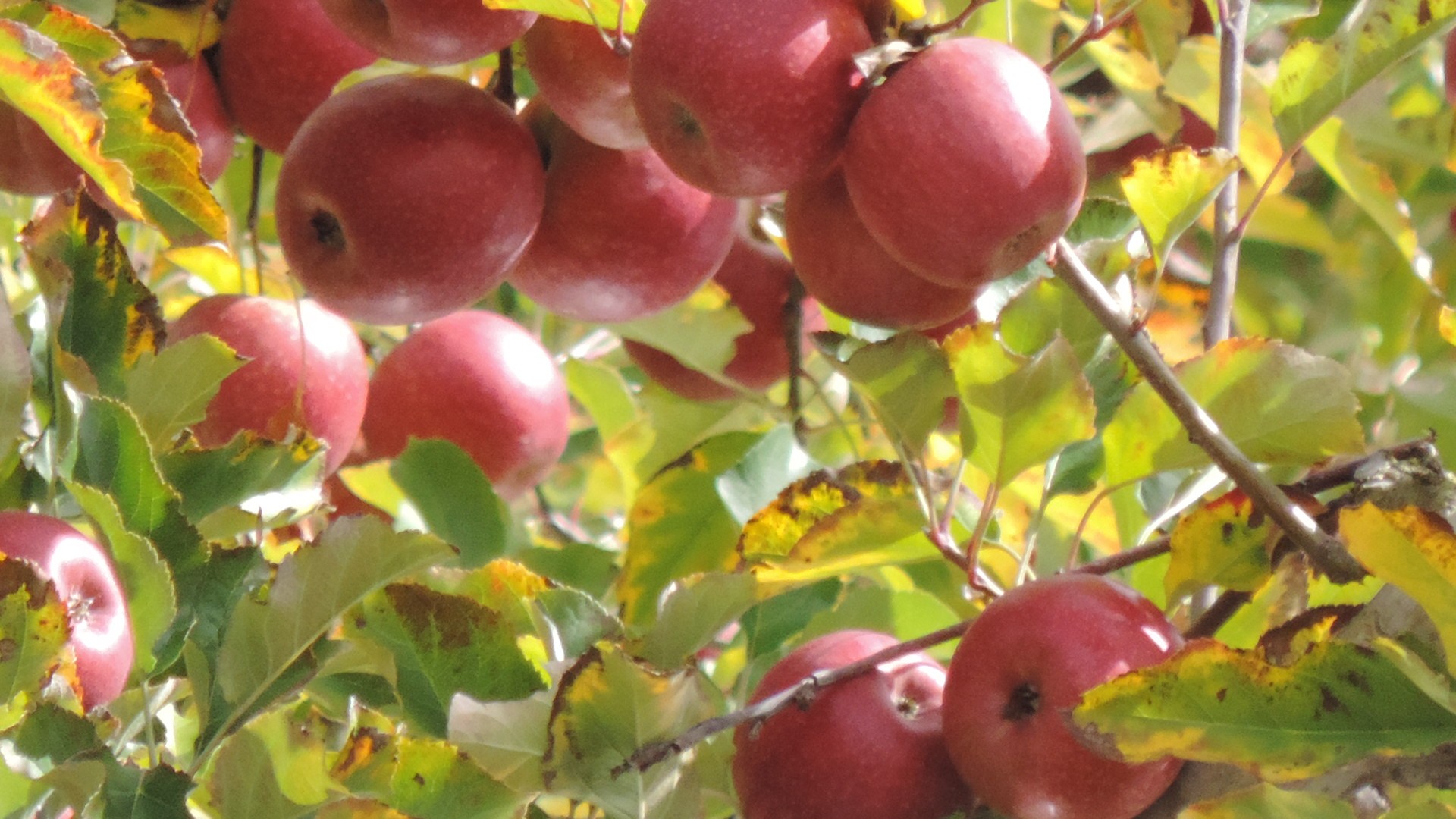 Pink Lady Apples Vs Gala