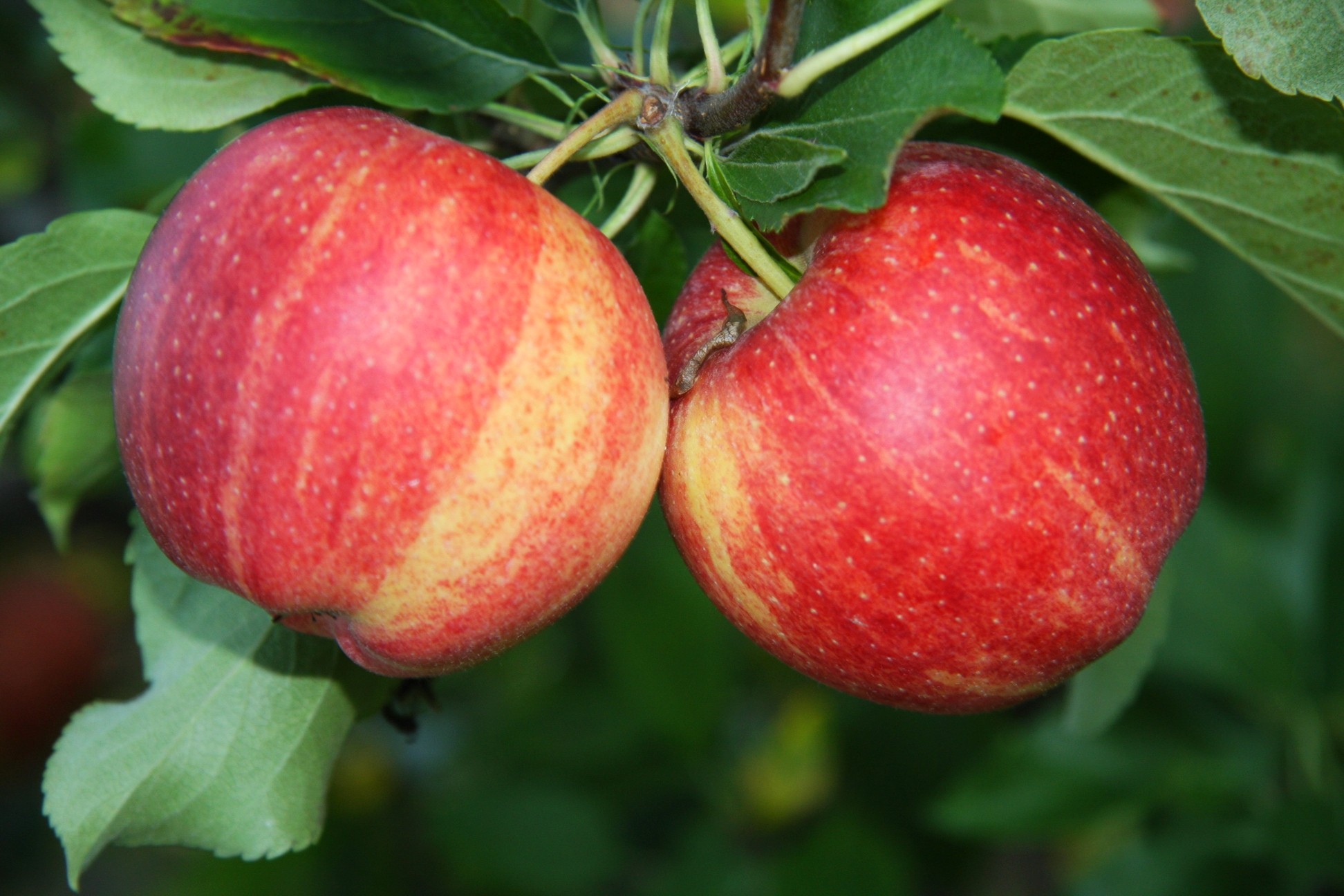 Where Are Organic Gala Apples Grown