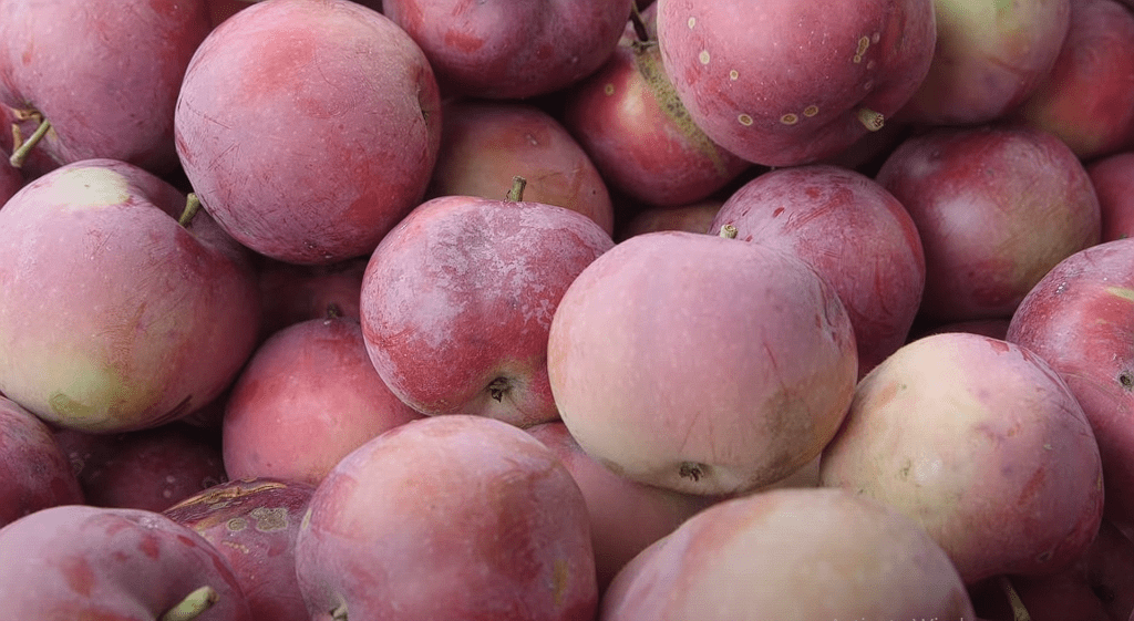 mcintosh apples where to buy
