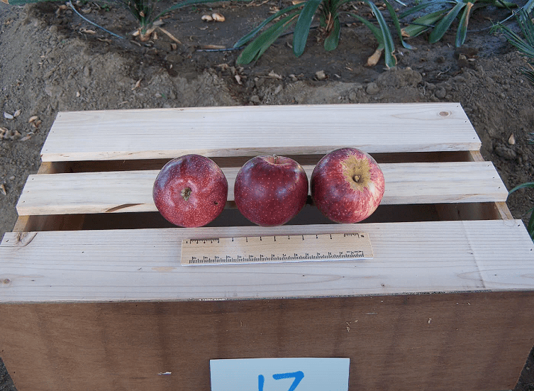 mcintosh apples season