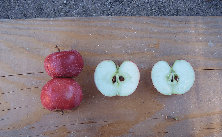 are mcintosh apples crisp