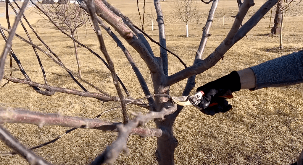 prune fruit trees in fall or spring