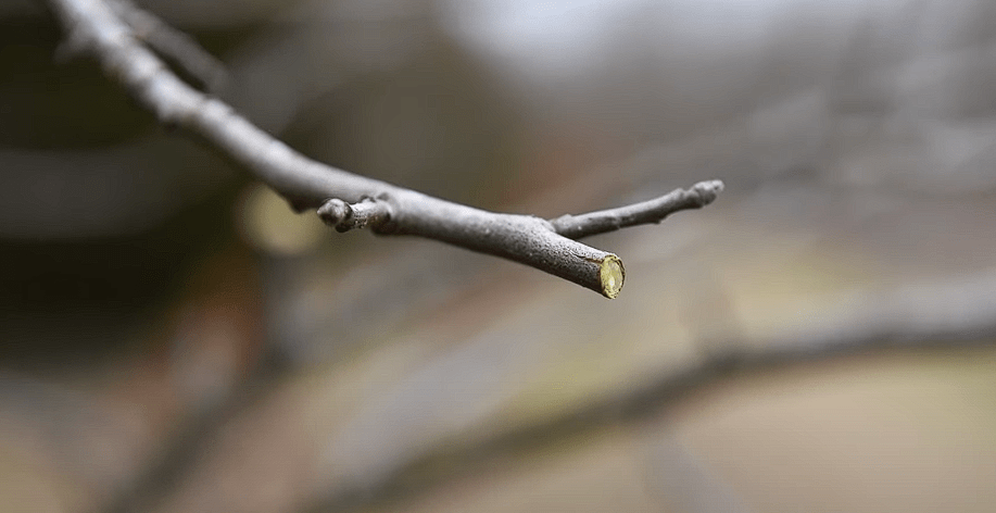 prune fruit trees in spring