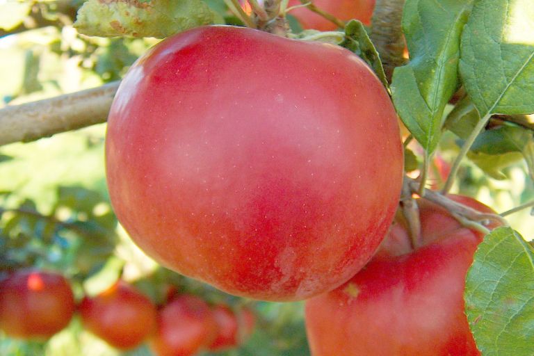 When are McIntosh Apples in Season