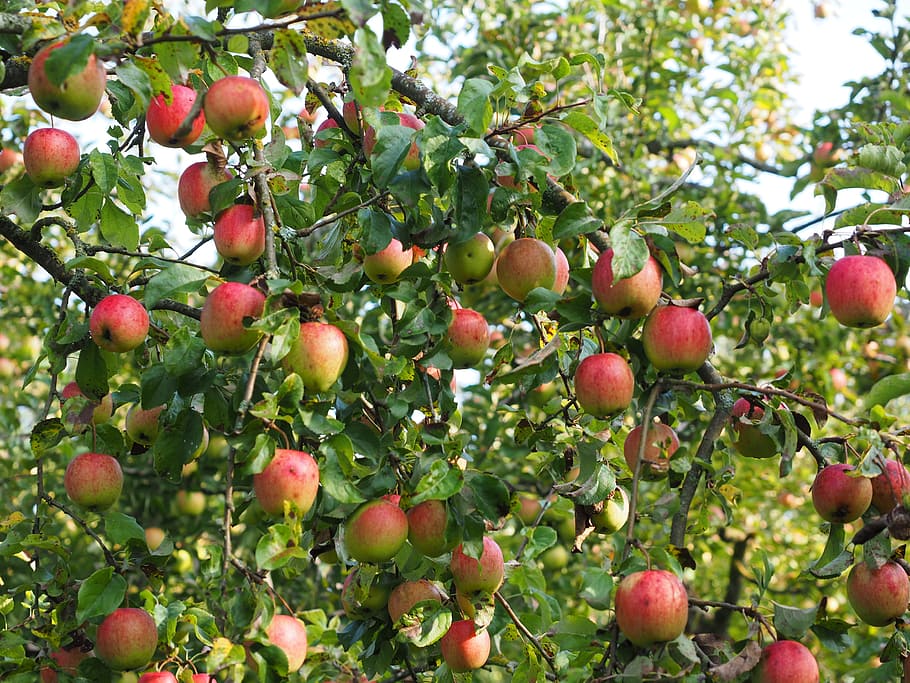 Where Are Gala Apples Grown in Canada