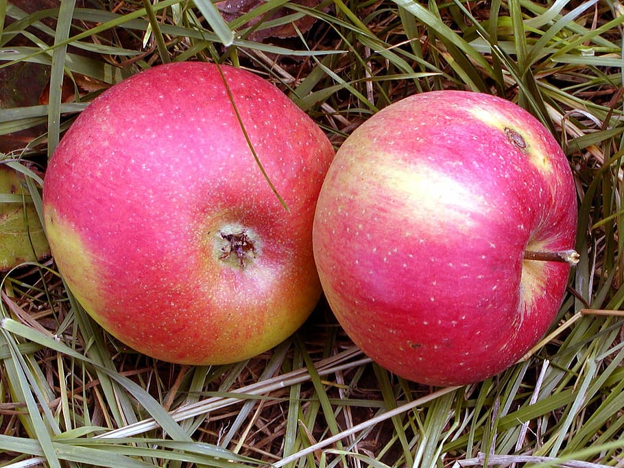 Pink Lady Apples Vs Gala