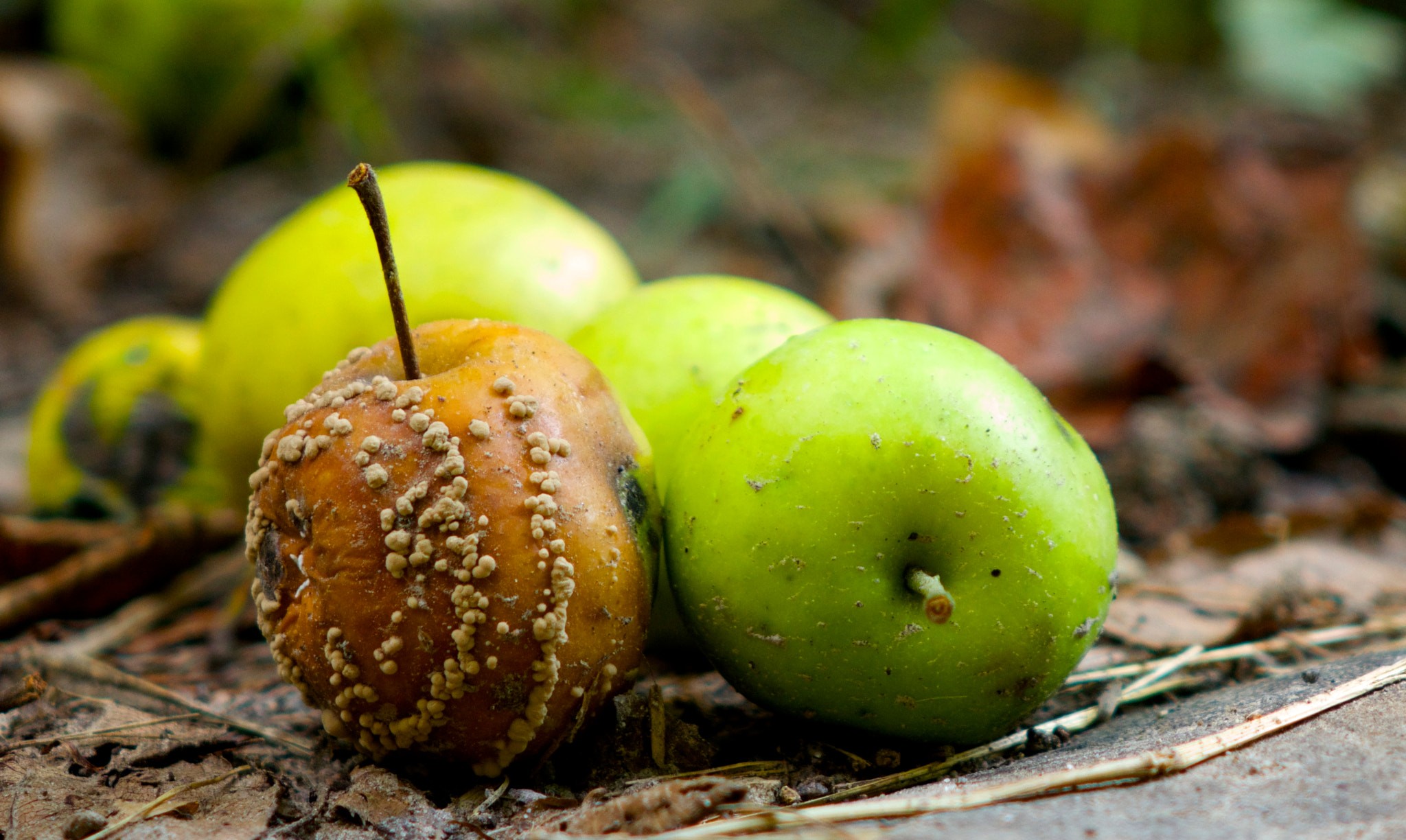 how to know if an apple is bad