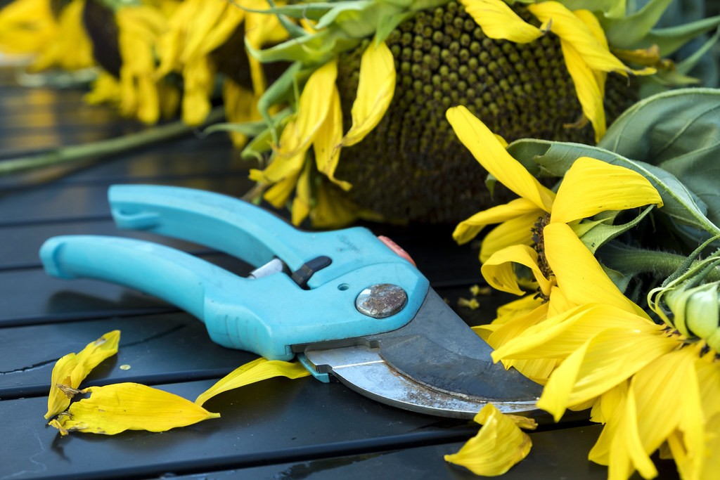 Pruning Shears vs Hedge Trimmer