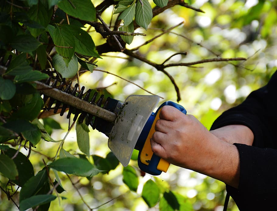 Pruning Shears vs Hedge Trimmer